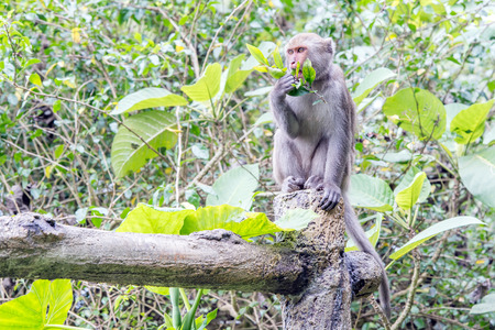 Formosan macaques Looks into the distance (taiwan monkey)