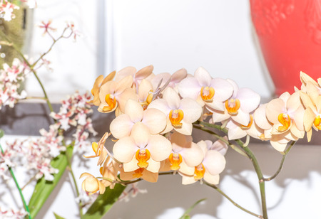 vandaenopsis orchidの写真素材