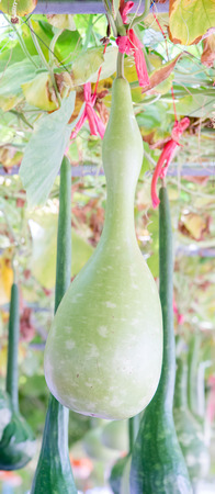 melon in China, also called dinosaur melon or swan melonの写真素材
