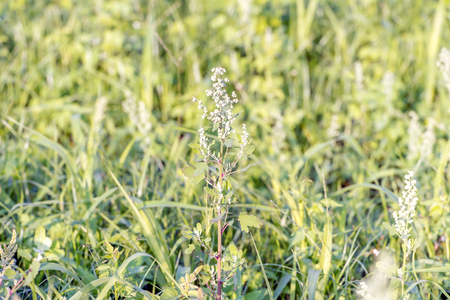 Wild medicinal plants in Siberia pigweed pigweed white or plain (Chenopodium album L.)の写真素材