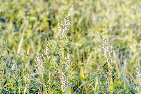 Wild medicinal plants in Siberia pigweed pigweed white or plain (Chenopodium album L.)の写真素材
