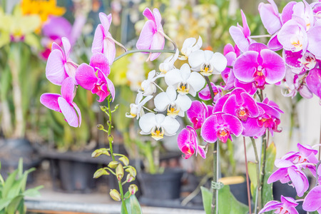 white and pink orchidの写真素材