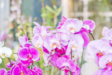 white and pink orchidの写真素材