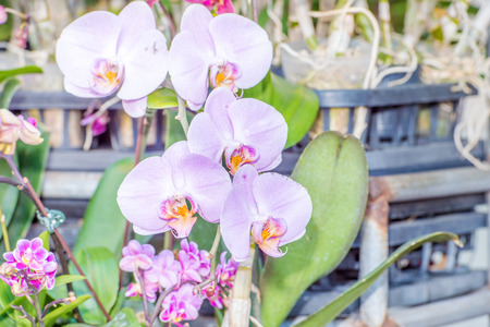 white orchidの写真素材