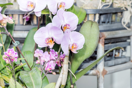 pink orchidの写真素材