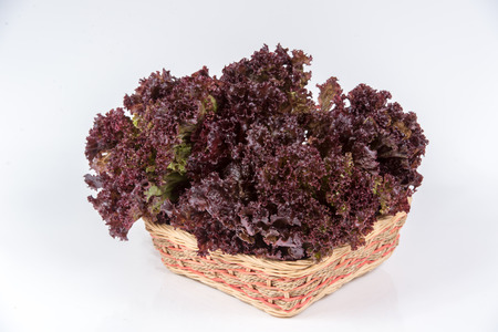 Fresh red oak lettuce isolated on white backgroundの写真素材