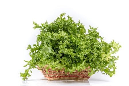 Green oak lettuce on white backgroundの写真素材