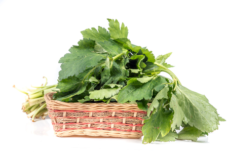 Water celery plant on white backgroundの写真素材