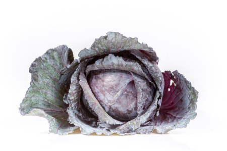 purple cabbage isolated on white backgroundの写真素材