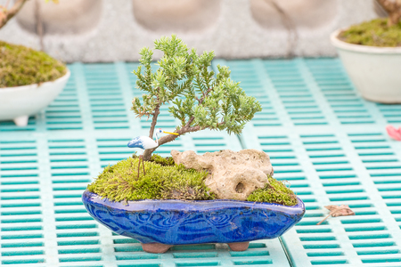 Podocarpus in a gardenの写真素材