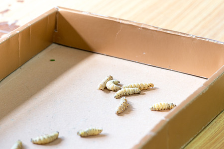 silk worms in culture boxの写真素材