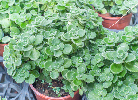 Small-leaf Mexican Mint (Plectranthus socotranum)