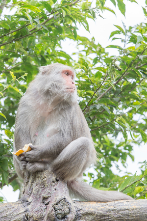 Formosan macaques Looks into the distance (taiwan monkey)の写真素材