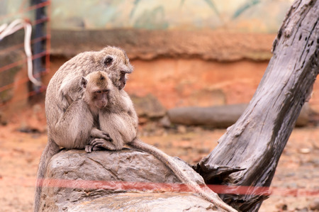 Crab-eating macaque (Macaca fascicularis)の写真素材