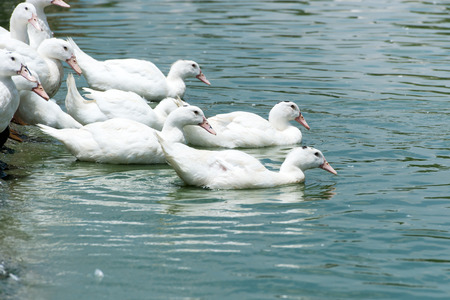 ducks swimming