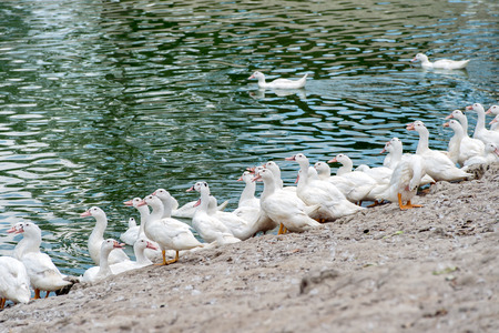 Sun ducksの写真素材