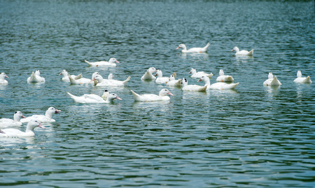 Group of ducks on lake waterの写真素材