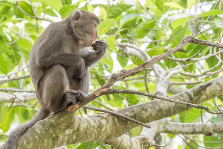 monkey (Macaque)