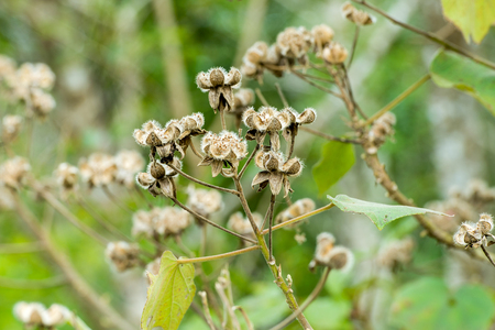 hibiscusの写真素材