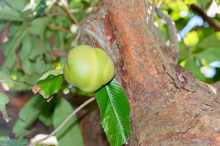 Dillenia indica (Elephant Apple)