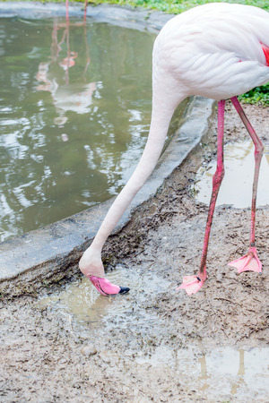phoenicopterus chilensis or flamingoの写真素材