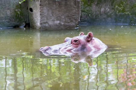 Hippo in waterの写真素材