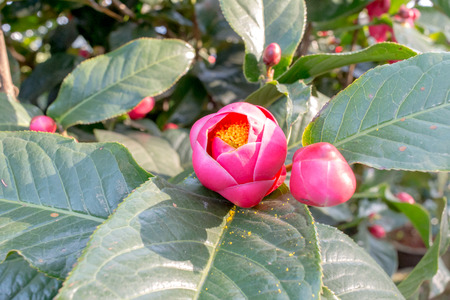 begoniaの写真素材