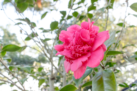 red peonyの写真素材