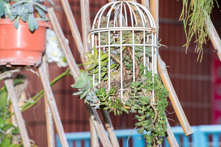 succulent plants in the cageの写真素材