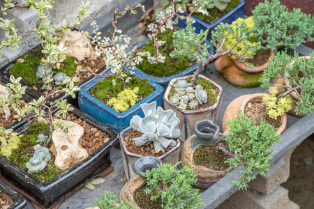 succulent plantsの写真素材