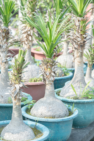 Bottle treeの写真素材