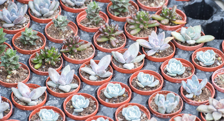 succulent plantsの写真素材