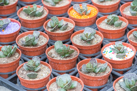 succulent plantsの写真素材