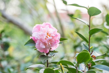 camelliaの写真素材