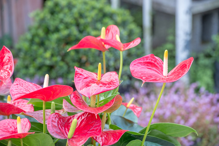 Common Anthurium (Anthurium andraeanum)の写真素材