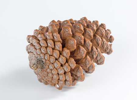 pine conesの写真素材