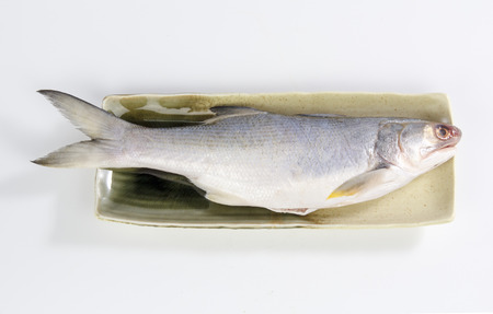East Asian fourfinger threadfin isolated on white background