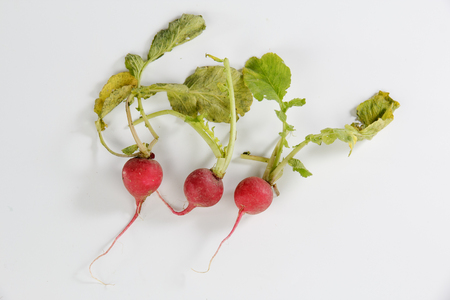 Cherry Belle Radish isolated on white backgroundの写真素材