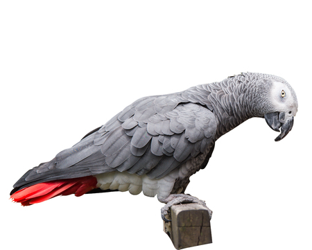 Parrot isolated on white backgroundの写真素材