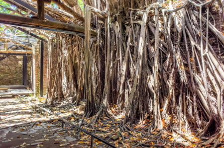 Tainan, Taiwan - July 12, 2017 Anping Tree House. This old warehouse is covered by branched of ancient Banyan Tree branch which is respected as sacred tree. It was original warehouse of Tait & Co.のeditorial素材