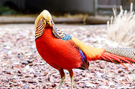 Golden Pheasant, Chrysolophus pictus (Phasianidae)