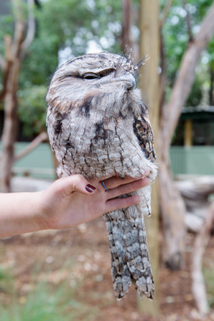 an owl on a hand in a parkのeditorial素材