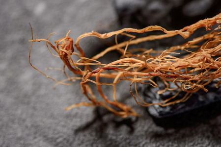 Chinese herbal medicines - ginseng rootlets on stone background