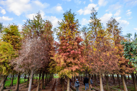 Tainan Liujia, Taiwan - January 26, 2018: Colorful and beautiful winter taxodium distichum forest with blue sky.のeditorial素材