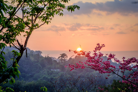 Japanese cherry at sunset in springの写真素材
