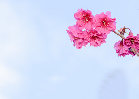 Taiwan cherry with blue sky and white cloud in spring