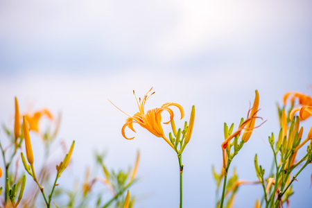 Orange daylily flower(Tawny daylily) bloom over the whole Mountain with the background of bright blue sky and white cloud in the Hualian and Taitung, Taiwan, close-up.の写真素材