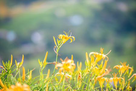 Orange daylily flower(Tawny daylily) bloom over the whole Mountain with the background of bright blue sky and white cloud in the Hualian and Taitung, Taiwan, close-up.の写真素材