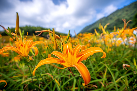 Orange daylily flower(Tawny daylily) bloom over the whole Mountain with the background of bright blue sky and white cloud in the Hualian and Taitung, Taiwan, close-up.の写真素材
