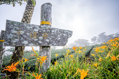 Taitung, Taiwan August 13, 2018:the daylily hillside landmark at Taimali Mountain, Taitung East Rift...